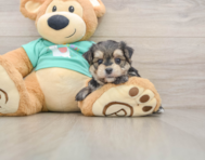 6 week old Morkie Puppy For Sale - Puppy Love PR