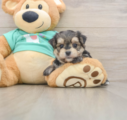 7 week old Morkie Puppy For Sale - Puppy Love PR