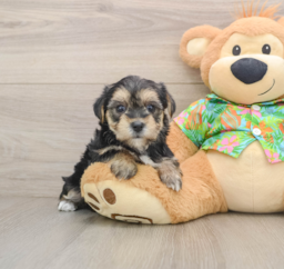 5 week old Morkie Puppy For Sale - Puppy Love PR