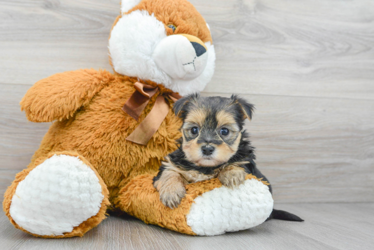 Meet Erika - our Morkie Puppy Photo 1/3 - Puppy Love PR Happy Morkie Baby