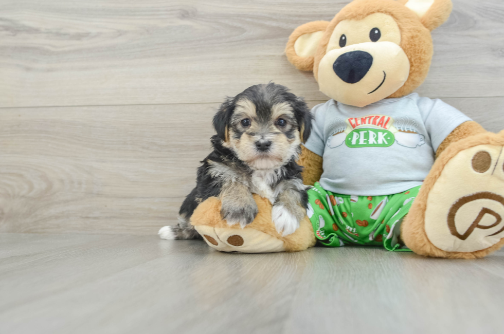 6 week old Morkie Puppy For Sale - Puppy Love PR