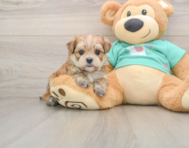 7 week old Morkie Puppy For Sale - Puppy Love PR