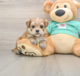 7 week old Morkie Puppy For Sale - Puppy Love PR