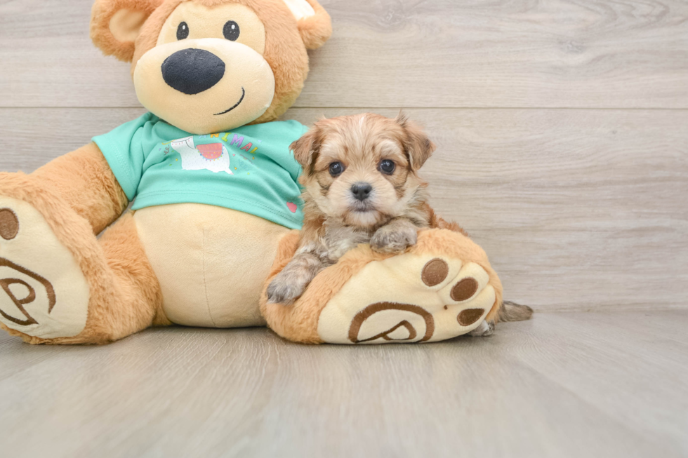 Petite Morkie Designer Pup