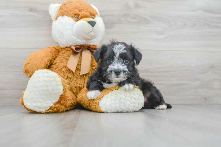 Morkie Pup Being Cute