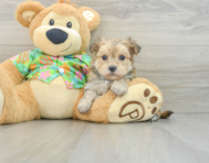 8 week old Morkie Puppy For Sale - Puppy Love PR