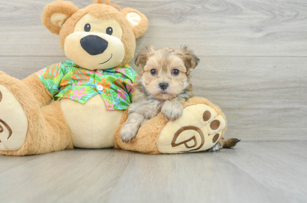 7 week old Morkie Puppy For Sale - Puppy Love PR