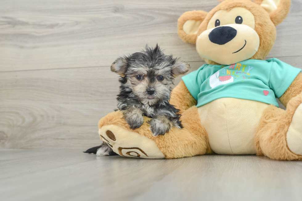 Petite Morkie Designer Pup