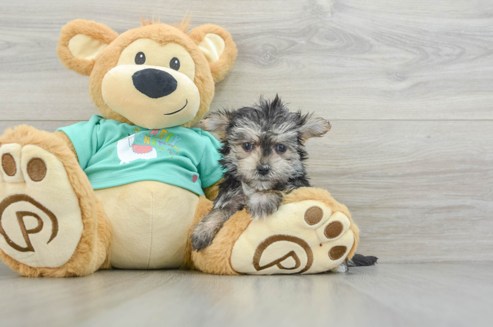 7 week old Morkie Puppy For Sale - Puppy Love PR