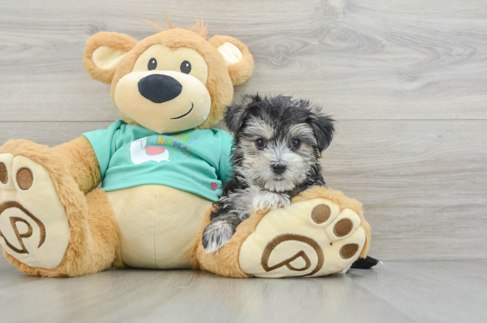 6 week old Morkie Puppy For Sale - Puppy Love PR