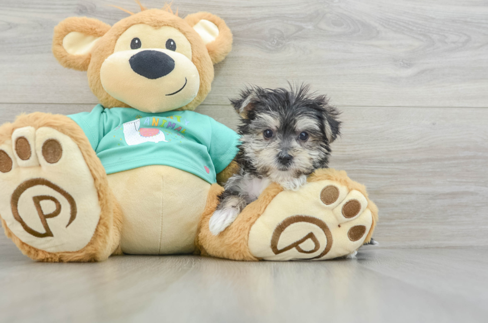 6 week old Morkie Puppy For Sale - Puppy Love PR