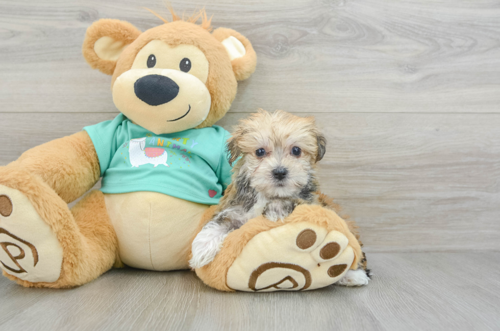 6 week old Morkie Puppy For Sale - Puppy Love PR