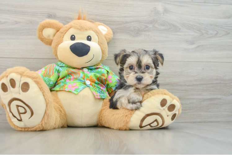 Meet Grace - our Morkie Puppy Photo 1/3 - Puppy Love PR Morkie Pup Being Cute