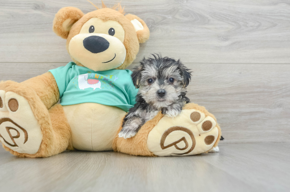 6 week old Morkie Puppy For Sale - Puppy Love PR