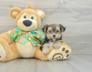 8 week old Morkie Puppy For Sale - Puppy Love PR