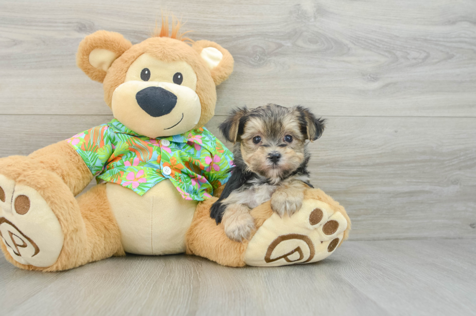 7 week old Morkie Puppy For Sale - Puppy Love PR