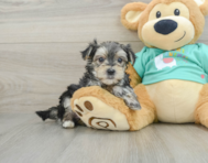 8 week old Morkie Puppy For Sale - Puppy Love PR