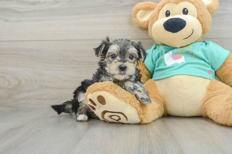 6 week old Morkie Puppy For Sale - Puppy Love PR