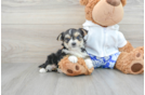 Happy Morkie Baby