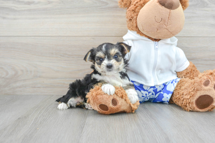 Meet Harmoni - our Morkie Puppy Photo 1/3 - Puppy Love PR Happy Morkie Baby