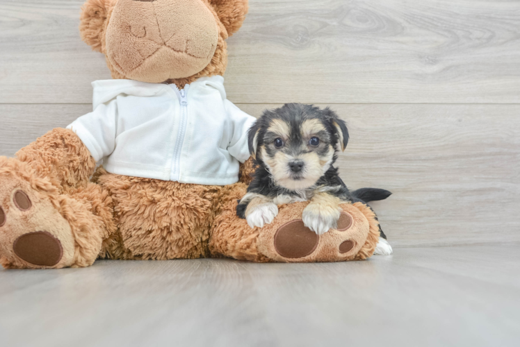 Meet Harmoni - our Morkie Puppy Photo 1/3 - Puppy Love PR Morkie Puppy for Adoption