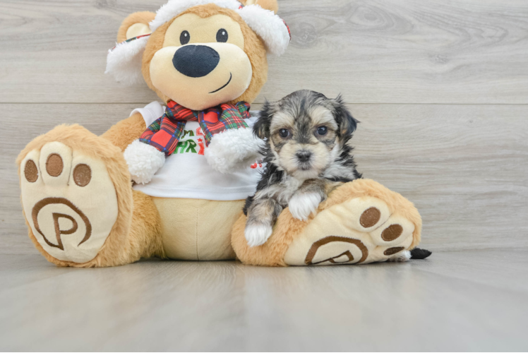 Meet Harmoni - our Morkie Puppy Photo 1/3 - Puppy Love PR Hypoallergenic Yorkiemalt Designer Puppy