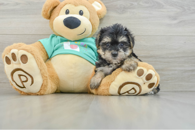 Meet Harmoni - our Morkie Puppy Photo 1/3 - Puppy Love PR Funny Morkie Designer Pup