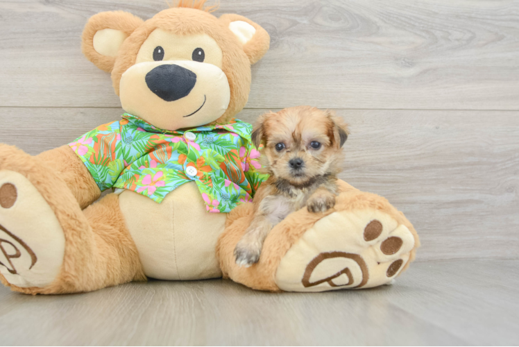 Energetic Yorktese Designer Puppy