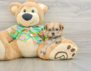 5 week old Morkie Puppy For Sale - Puppy Love PR