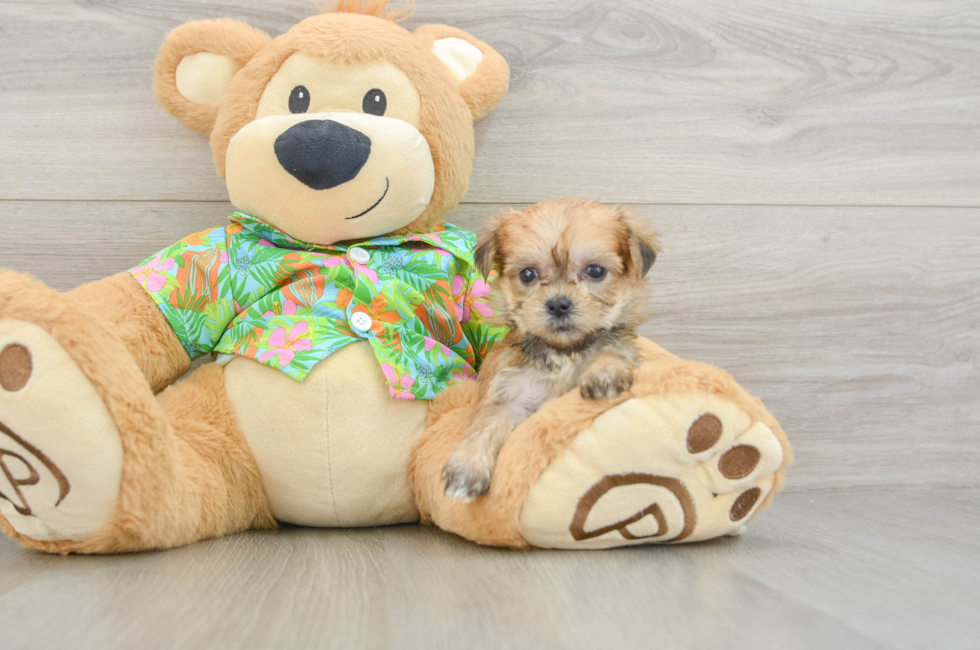 5 week old Morkie Puppy For Sale - Puppy Love PR