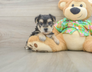 7 week old Morkie Puppy For Sale - Puppy Love PR