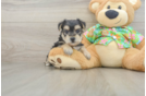 Smart Morkie Designer Pup