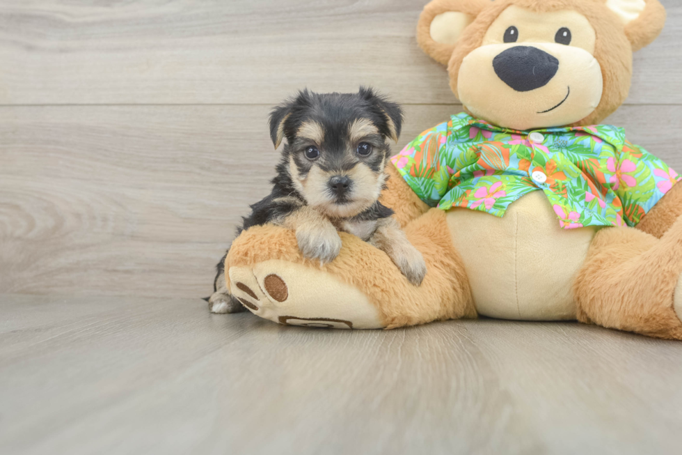 Smart Morkie Designer Pup