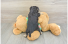 Morkie Pup Being Cute