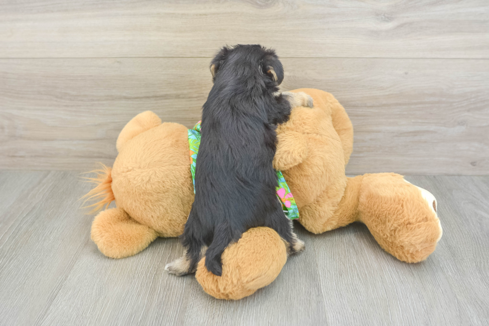 Morkie Pup Being Cute