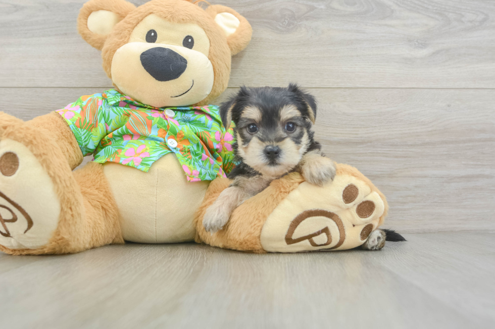 Happy Morkie Baby