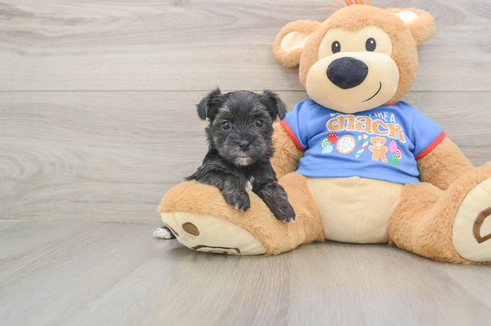 5 week old Morkie Puppy For Sale - Puppy Love PR