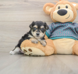 8 week old Morkie Puppy For Sale - Puppy Love PR
