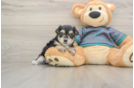 Hypoallergenic Morkshire Terrier Designer Puppy