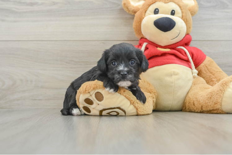 Hypoallergenic Yortese Designer Puppy