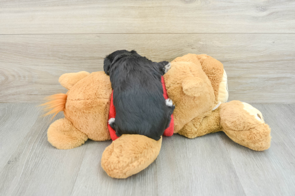 Morkie Puppy for Adoption