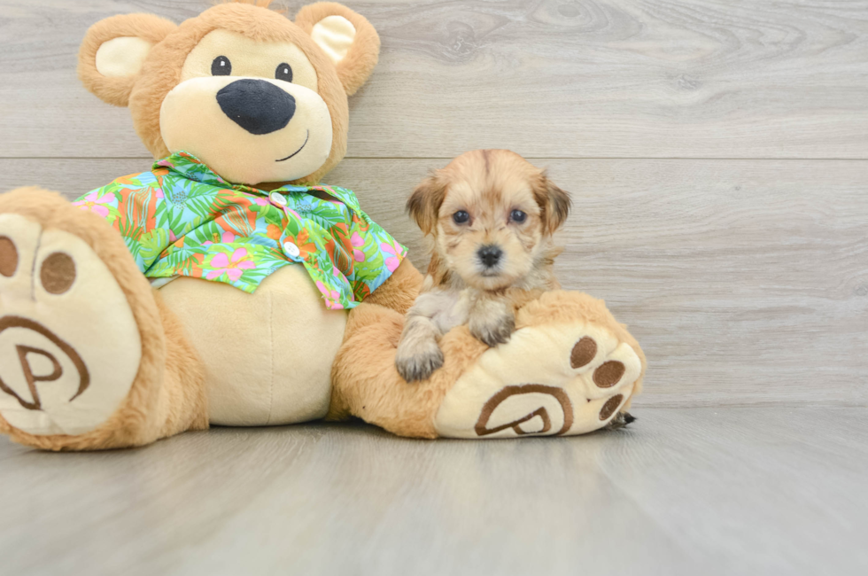 5 week old Morkie Puppy For Sale - Puppy Love PR