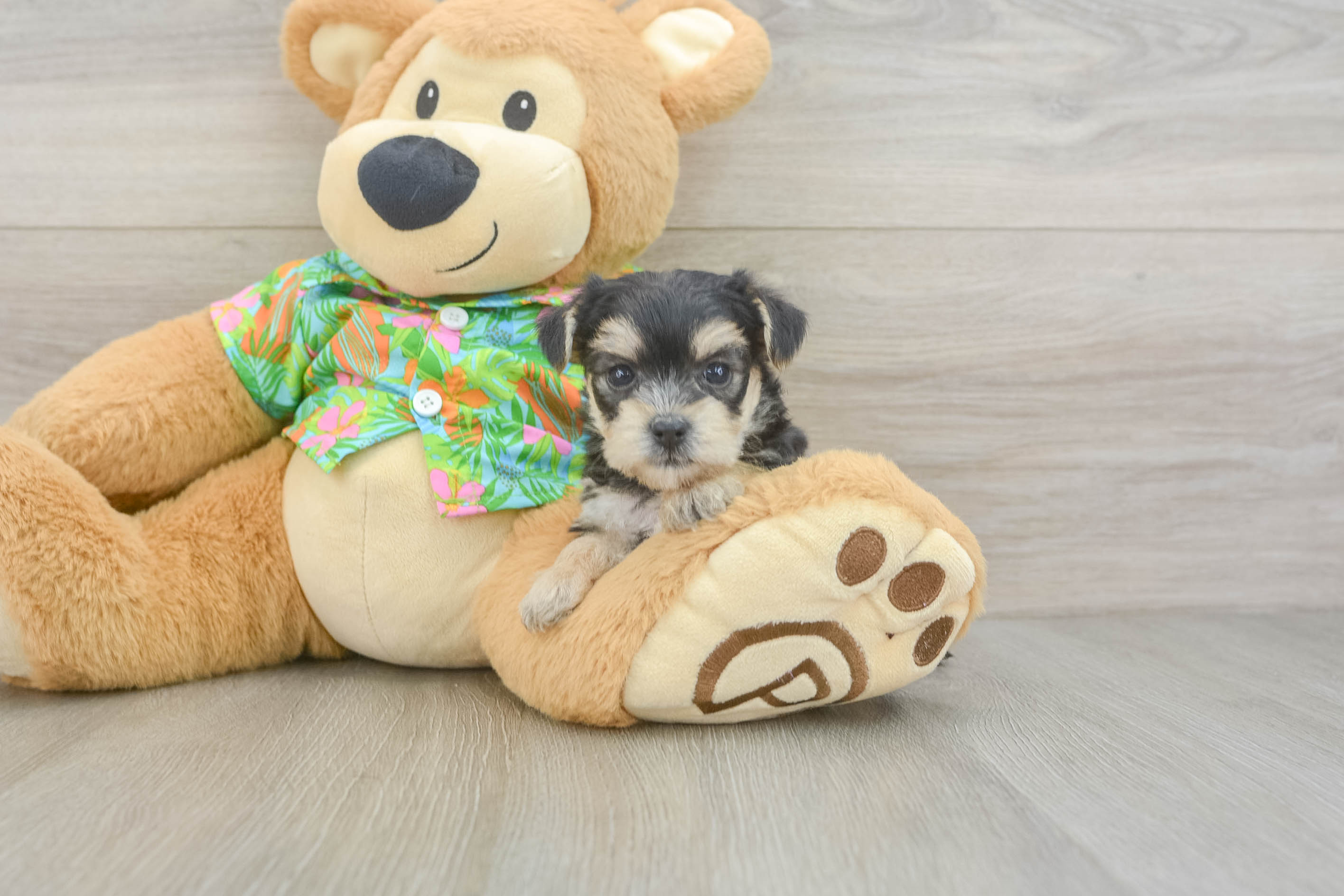 Morkie Puppy for Adoption