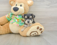 7 week old Morkie Puppy For Sale - Puppy Love PR