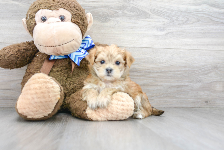 Morkie Pup Being Cute