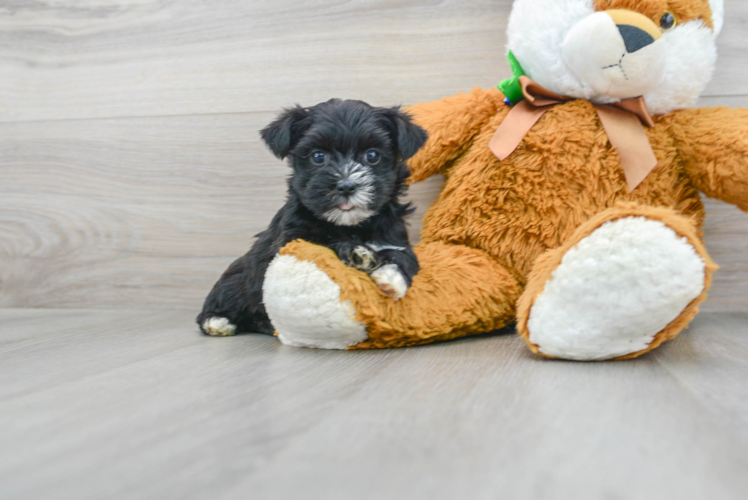 Meet Harper - our Morkie Puppy Photo 1/3 - Puppy Love PR Morkie Puppy for Adoption
