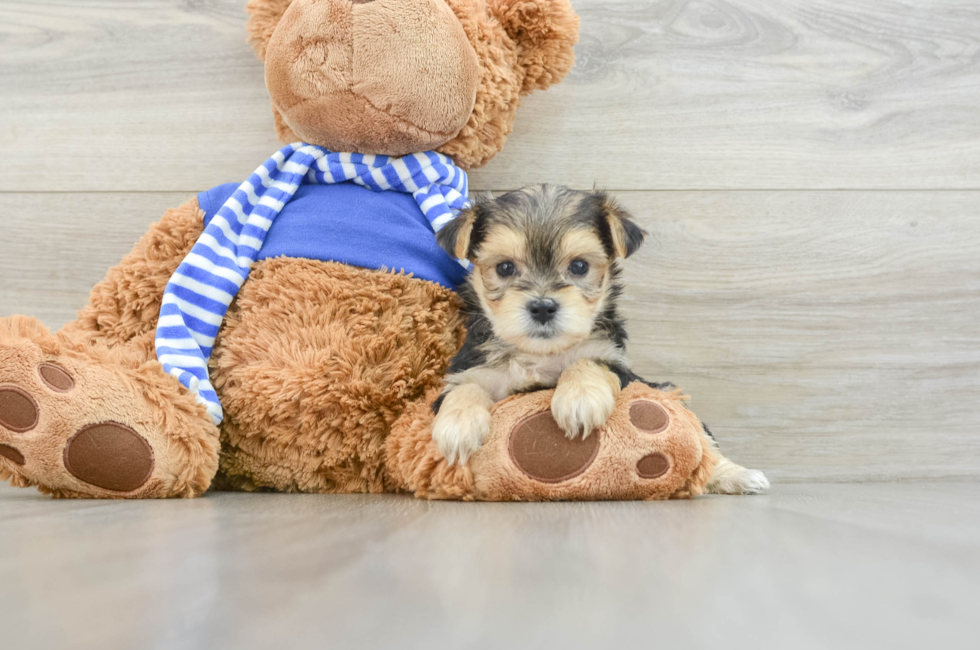 6 week old Morkie Puppy For Sale - Puppy Love PR