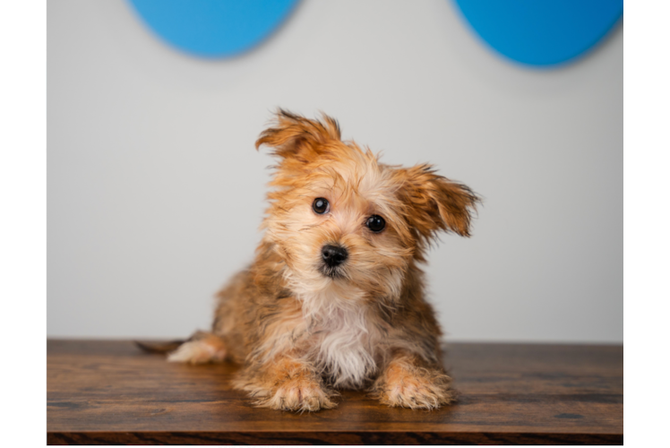 Best Morkie Baby