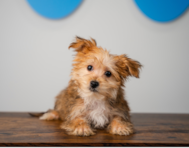 14 week old Morkie Puppy For Sale - Puppy Love PR