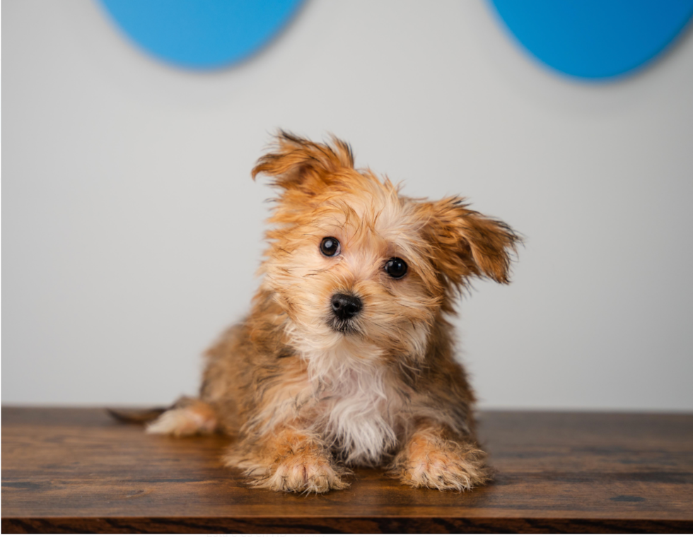 Best Morkie Baby